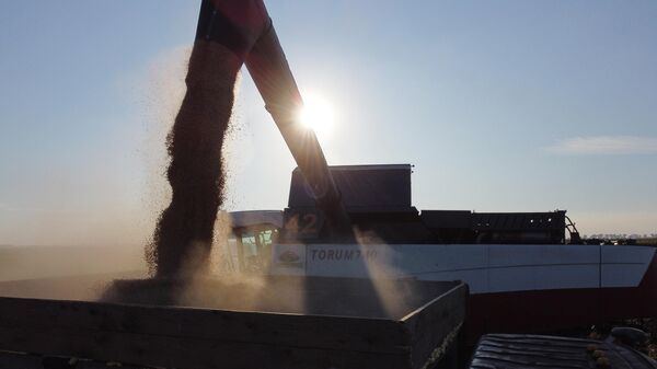 Загрузка собранного зерна с поля компании Чистый рис в Краснодарском крае