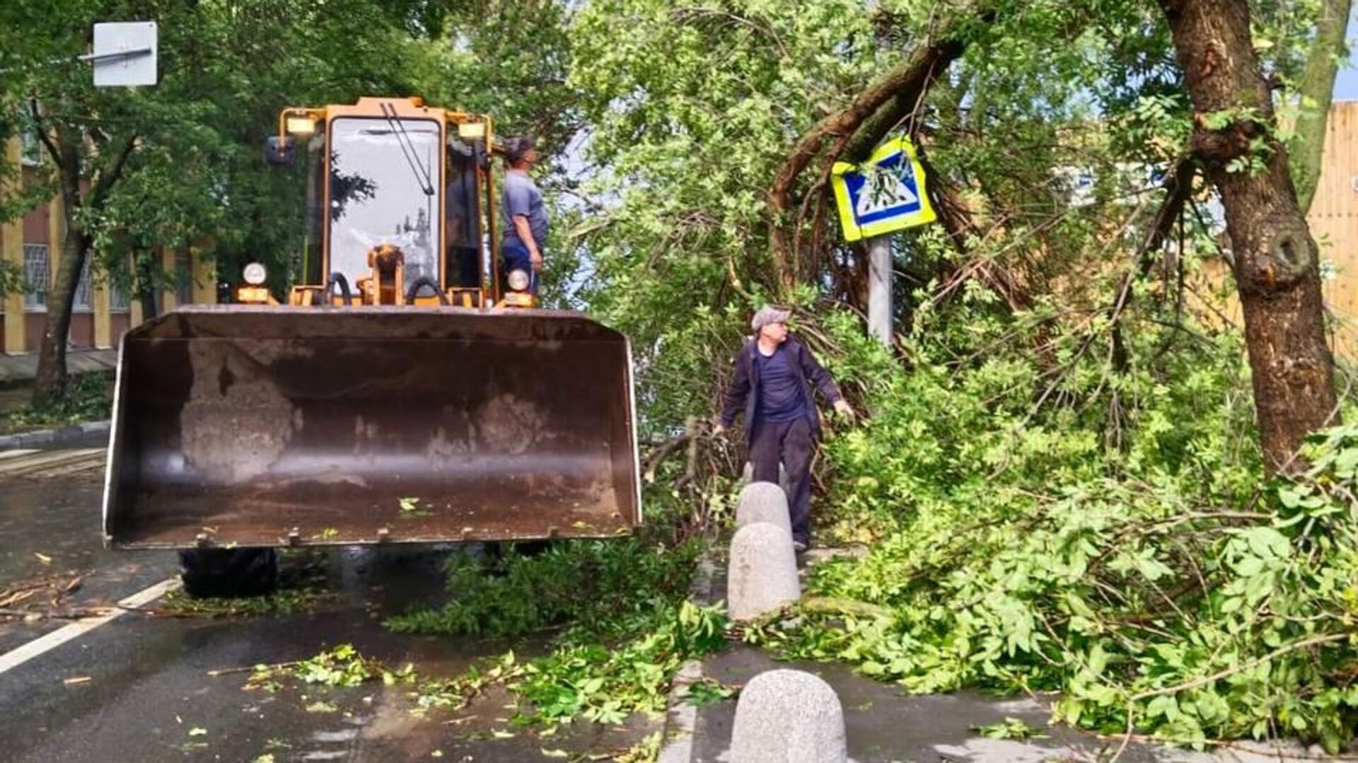 Поваленные сильным ветром деревья в Нижнем Новгороде - РИА Новости, 1920, 29.07.2023
