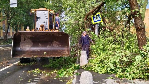 Поваленные сильным ветром деревья в Нижнем Новгороде