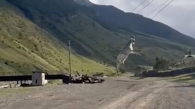 Козел, повисший на проводах во время перевозки в Дагестане