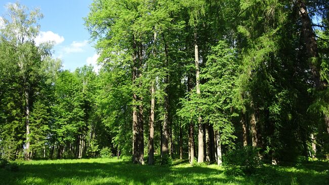 Усадьба Леонтьевых в Воронино, липовый круг