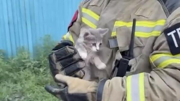 Котенок, спасенный из горящего гаража в Дагестане. Кадр видео