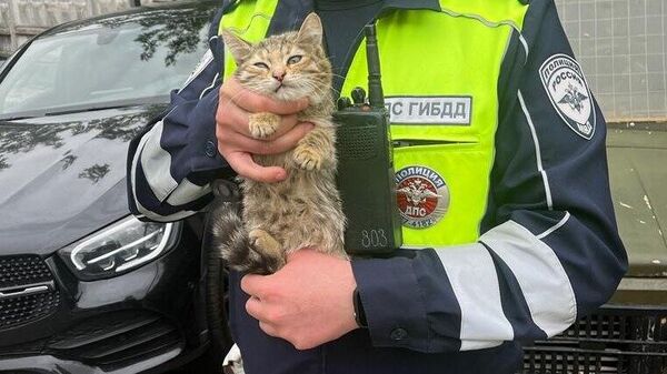 Сотрудники столичной Госавтоинспекции спасли жизнь котенку
