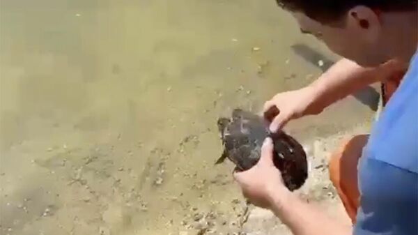 Кадр видео спасения красноухой черепахи, обнаруженной в канализации в Сочи