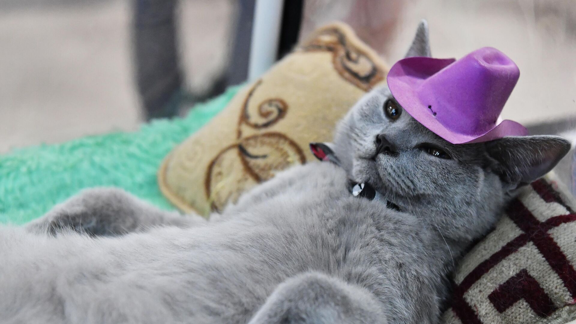 Котенок британской породы на выставке КоШарики Шоу в Москве. - РИА Новости, 1920, 08.08.2023