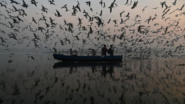 Работа фотографа Кабира Дхангиани Чайки на реке Джамна, Индия. Моя Планета, одиночные фотографии. 1 место 
