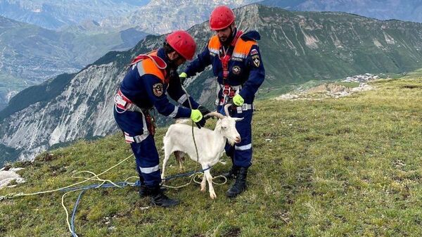 В Дагестане сотрудники МЧС спасли домашних коз, упавших со скалы