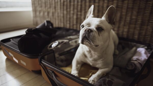 Собака лежит в чемодане
