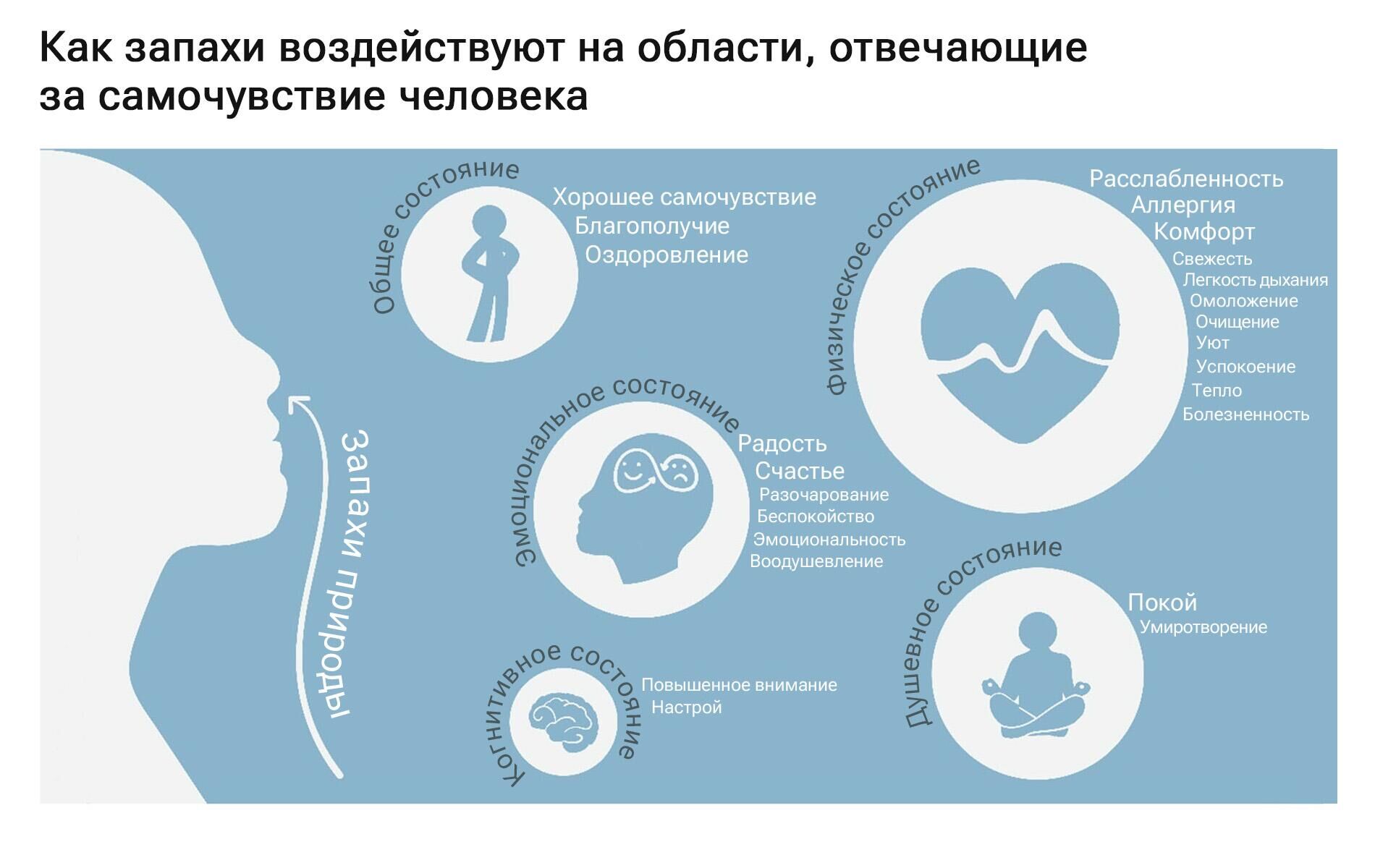 Как запахи воздействуют на области, отвечающие за самочувствие человека - РИА Новости, 1920, 09.08.2023