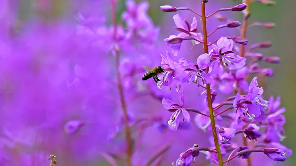 Пчела собирает нектар с цветка иван-чая (кипрея) в восточносибирской тайге в Красноярском крае