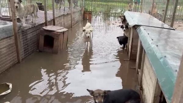 Потоп в собачьем приюте под Уссурийском