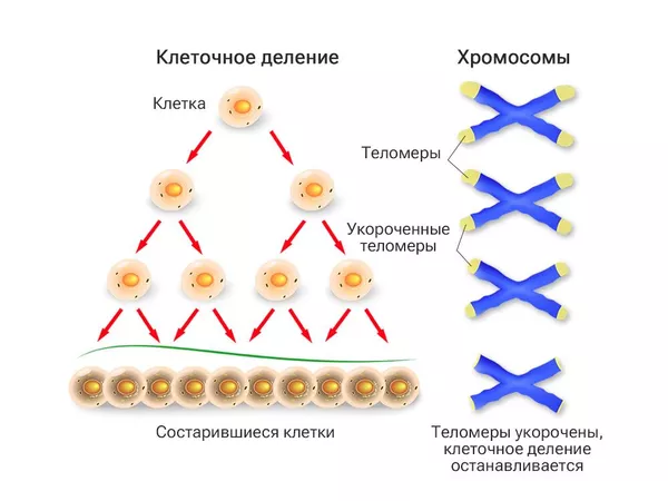 Старение клетки