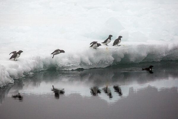 Люрики на льдине у берега одного из островов архипелага Земля Франца-Иосифа