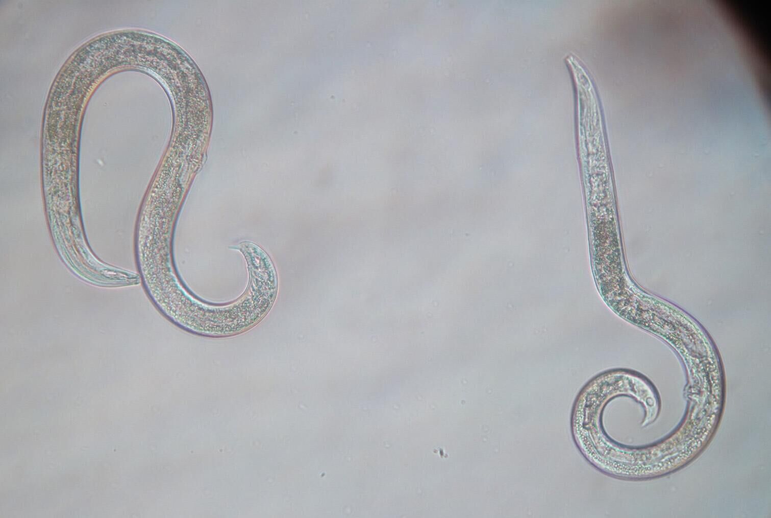 Пробуждение плейстоценовых нематод Panagrolaimus kolymaensis Пробуждение плейстоценовых нематод Panagrolaimus kolymaensis - РИА Новости, 1920, 17.10.2025
