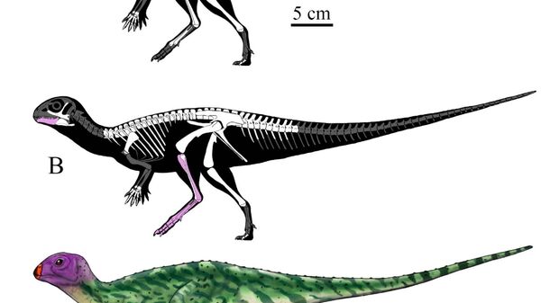 Реконструкция динозавра Minimocursor phunoiensis