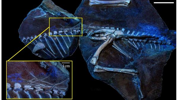 Сочлененные спинные позвонки Minimocursor phunoiensis Сочлененные спинные позвонки Minimocursor phunoiensis