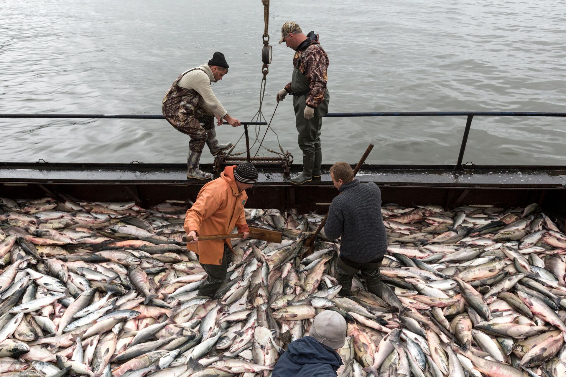 Рыбаки во время приема лосося на фабрике береговой обработки рыбы - РИА Новости, 1920, 21.03.2024