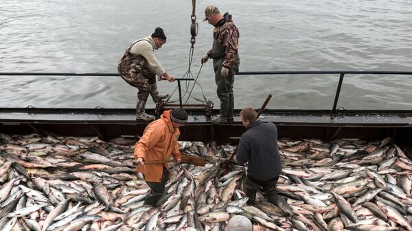 Рыбаки во время приема лосося на фабрике береговой обработки рыбы