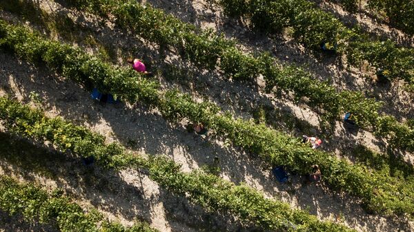 Сбор урожая винограда сорта Шардоне на виноградниках Русского винного дома Абрау-Дюрсо в Краснодарском крае