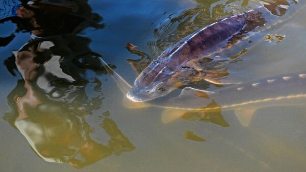 Рыба в бассейне осетровой фермы Астраханская фишка“