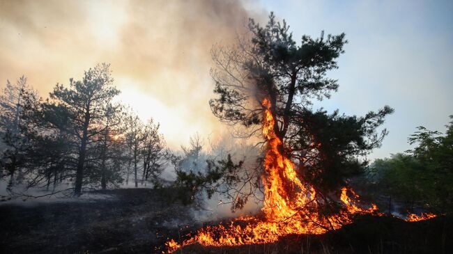 Лесной пожар на хуторе Гуамка на Кубани локализовали