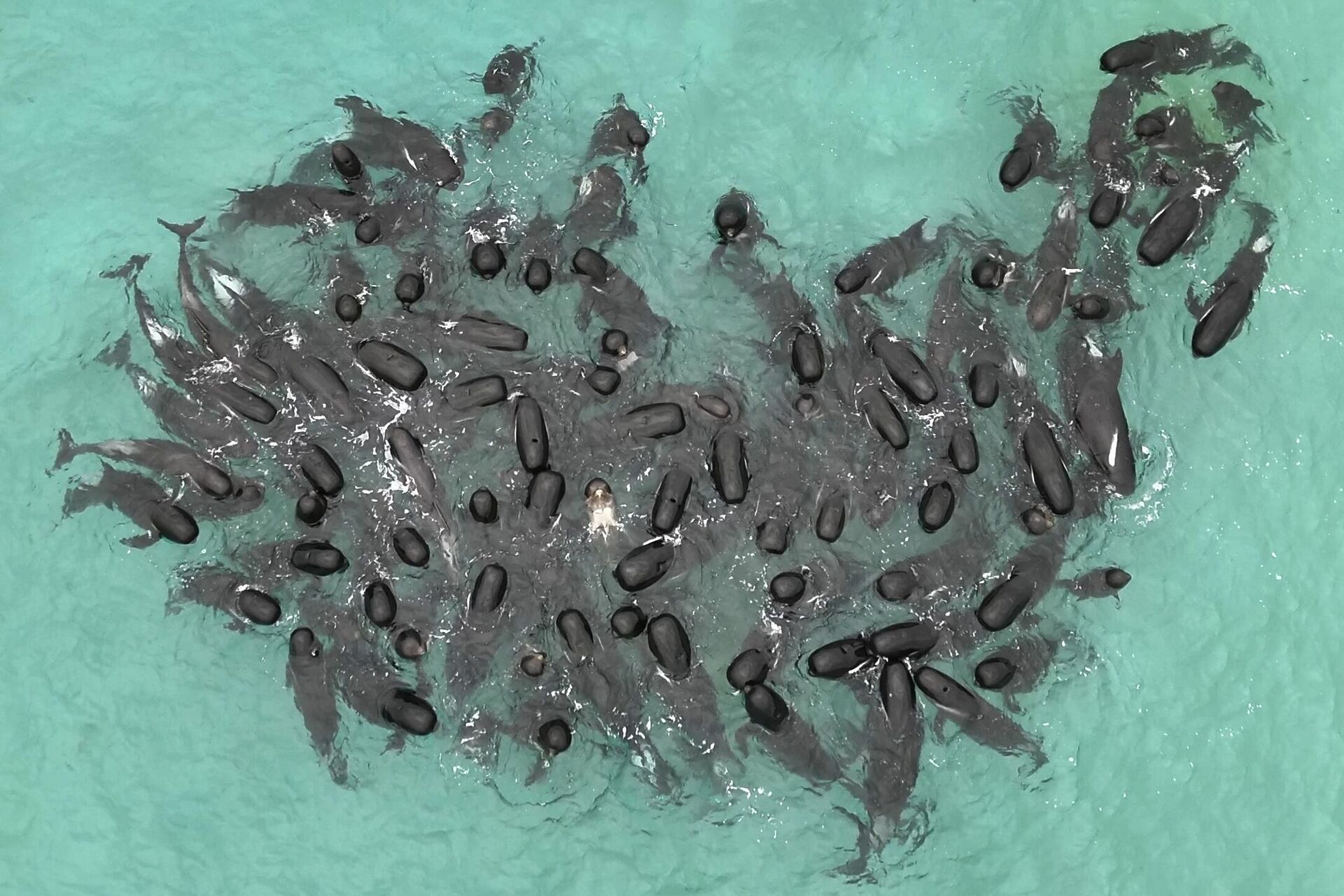 Стая дельфинов, выброшенная на берег около пляжа Чейнс недалеко от Албани, Австралия  - РИА Новости, 1920, 31.08.2023