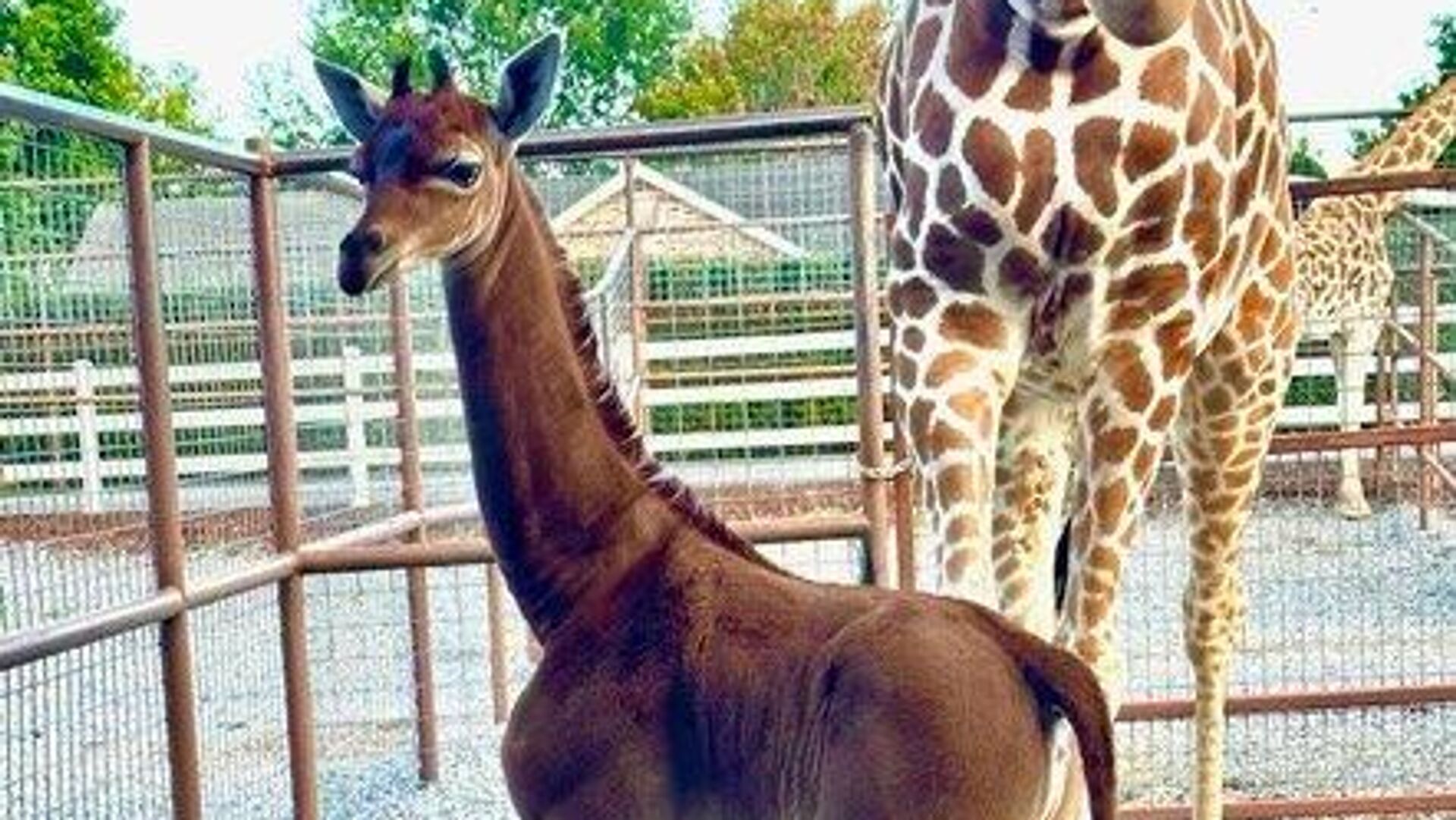 Жираф без пятен в зоопарке Brights Zoo в Теннесси - РИА Новости, 1920, 22.08.2023