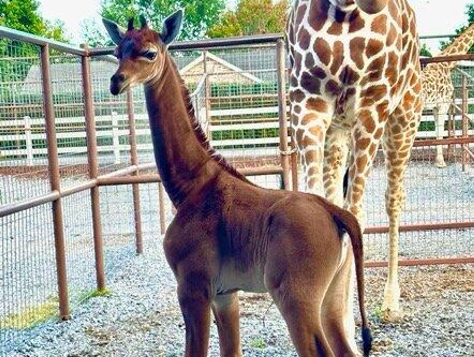 Сколько жирафов в мире. Сетчатый Жираф. Рождение жирафа. Жирафы без пятен. Детеныш жирафа.