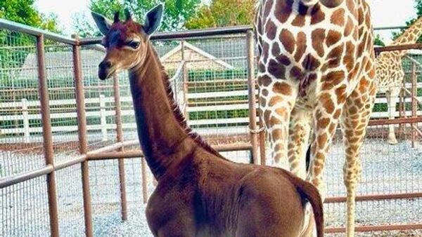 Жираф без пятен в зоопарке Brights Zoo в Теннесси