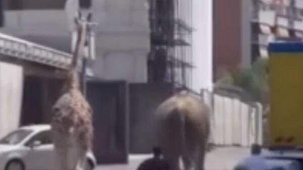 Слон и жираф сбежали с киносъемок в Риме. Стоп-кадр видео