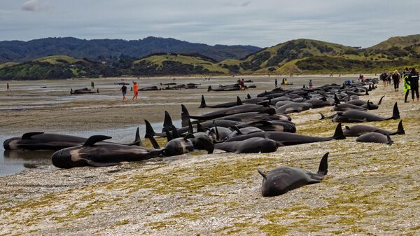 Гринды, выброшенные на берег Прощальной косы в Новой Зеландии