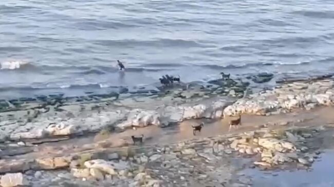 Нападение стаи собак на ребенка в Махачкале. Кадр видео