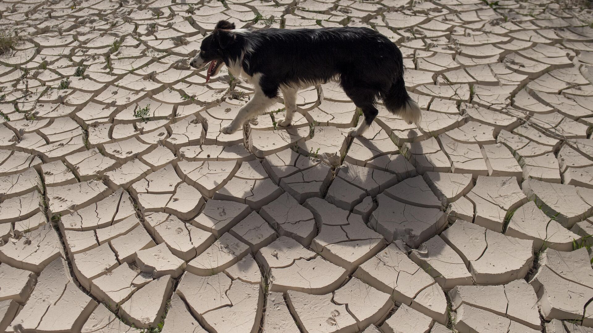Собака идет по потрескавшейся от засухи земле - РИА Новости, 1920, 09.01.2024
