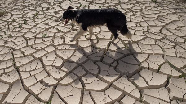 Собака идет по потрескавшейся от засухи земле