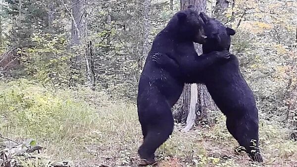 Схватка двух медведей в Сихотэ-Алинском заповеднике Приморья. Стоп-кадр видео