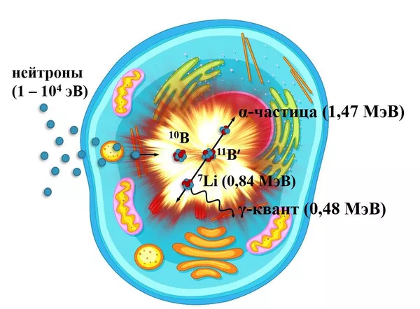 Схема взаимодействия эпитепловых нейтронов с ядром изотопа бор-10