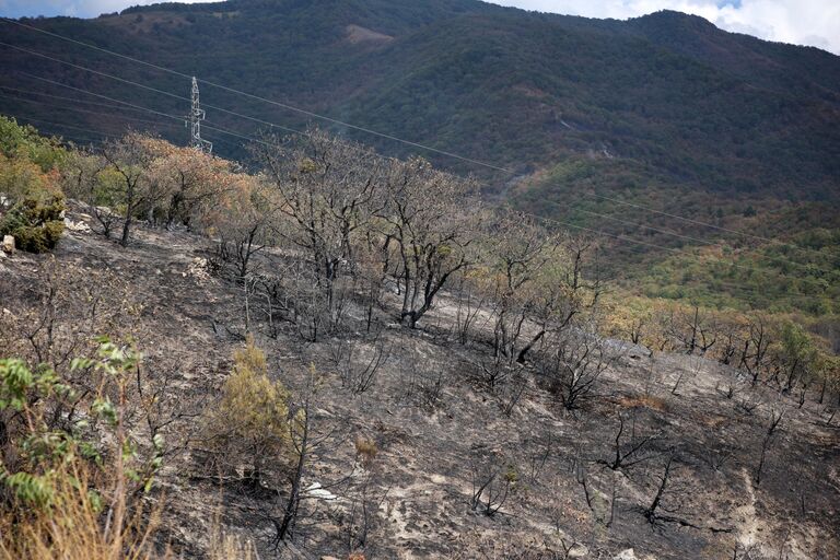 Обгоревший участок после лесного пожара в Геленджике