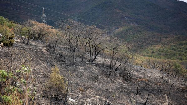 Обгоревший участок после лесного пожара в Геленджике