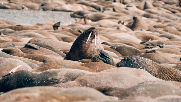 Лежбище моржей в Карском море