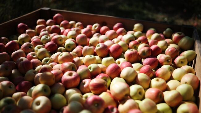 Россия за год почти вдвое нарастила импорт яблок