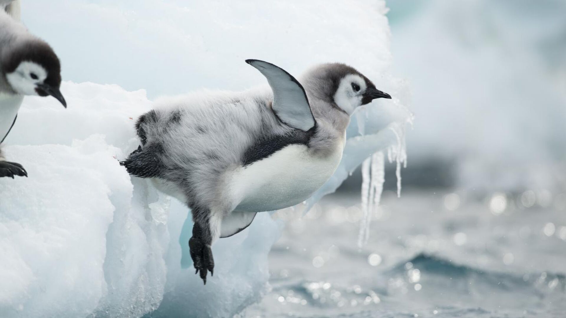 В Антарктиде зафиксирован рекордно низкий за всю историю наблюдений уровень льда