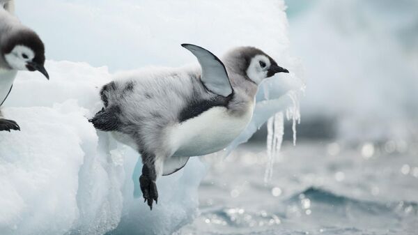 Птенцы императорского пингвина