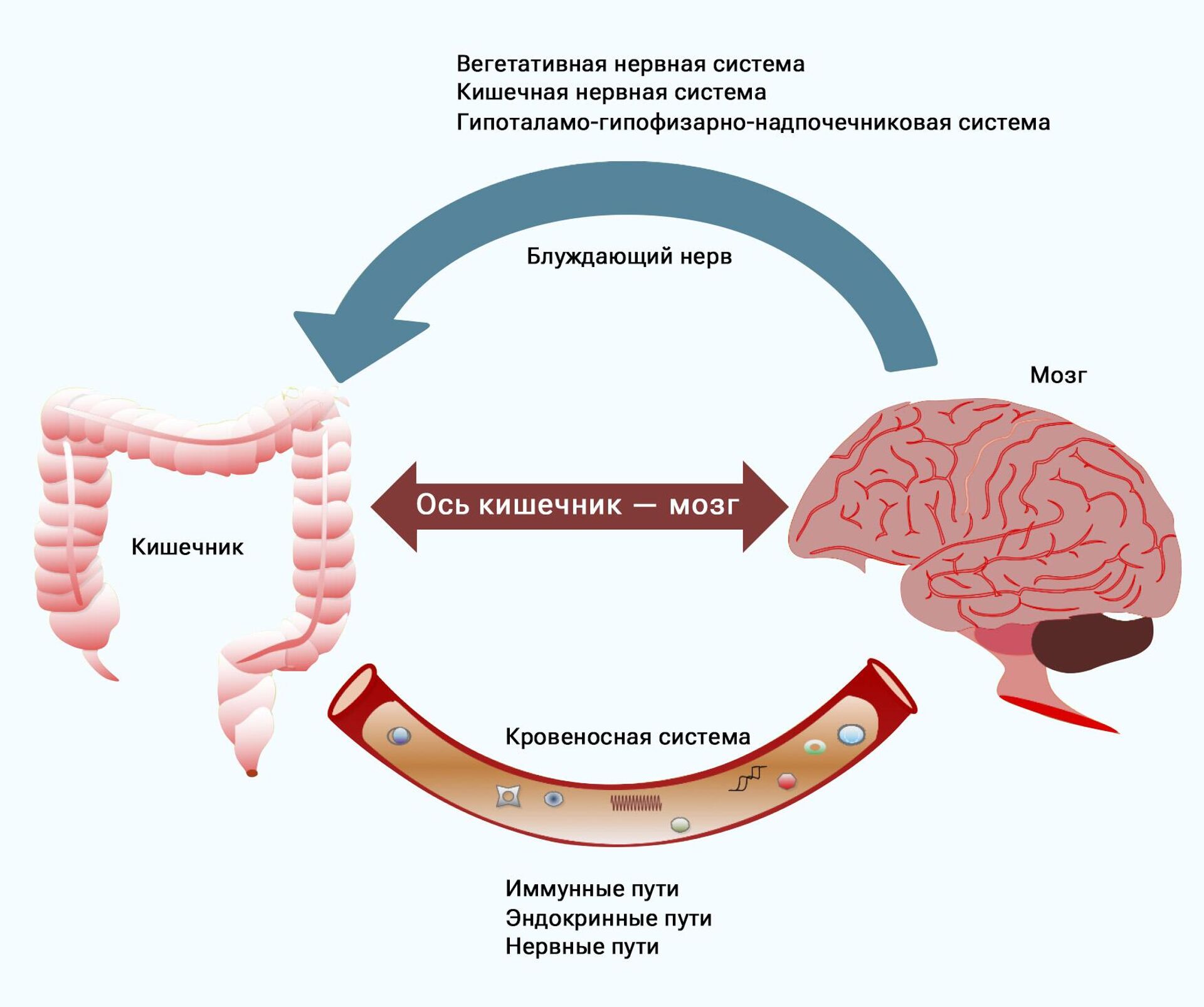 Организм живущий внутри другого организма. Ось кишечник мозг.