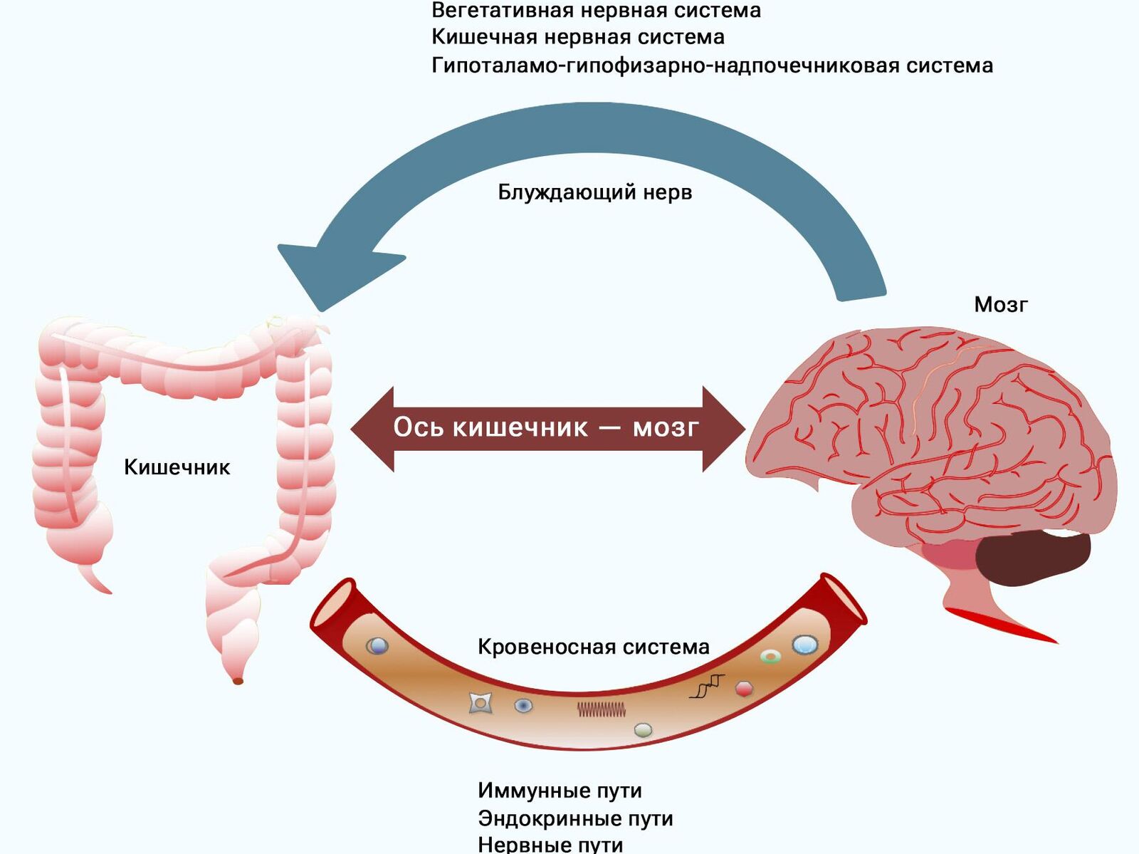 Живущие внутри нас. Ученые опровергли главные мифы о микробиоме человека -  РИА Новости, 07.09.2023