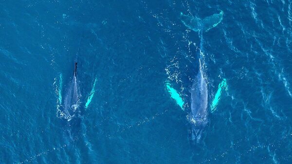 Горбатые киты у побережья Териберки Мурманской области
