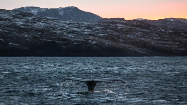 Горбатый кит у побережья Териберки Мурманской области