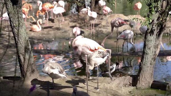 Птенцы фламинго появились на свет в Московском зоопарке