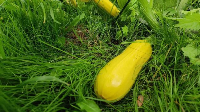 Кабачки на грядке 