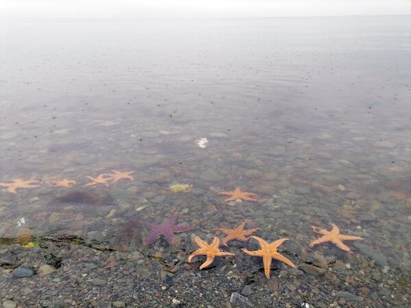 Морские звезды у берега Морские звезды у берега