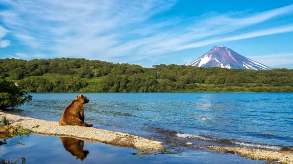 Медведь на Курильском озере на Камчатке 